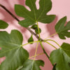 05 / FIG LEAVES - Image 4